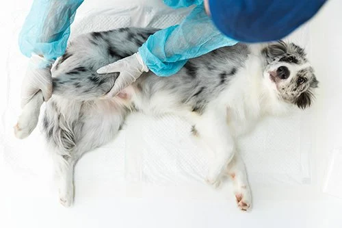 Veterinarska klinika