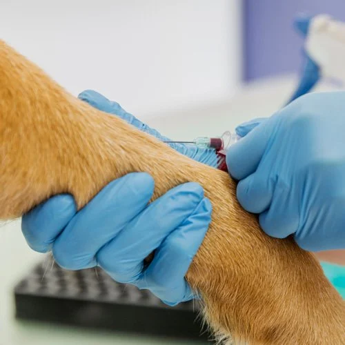 Veterinarska klinika